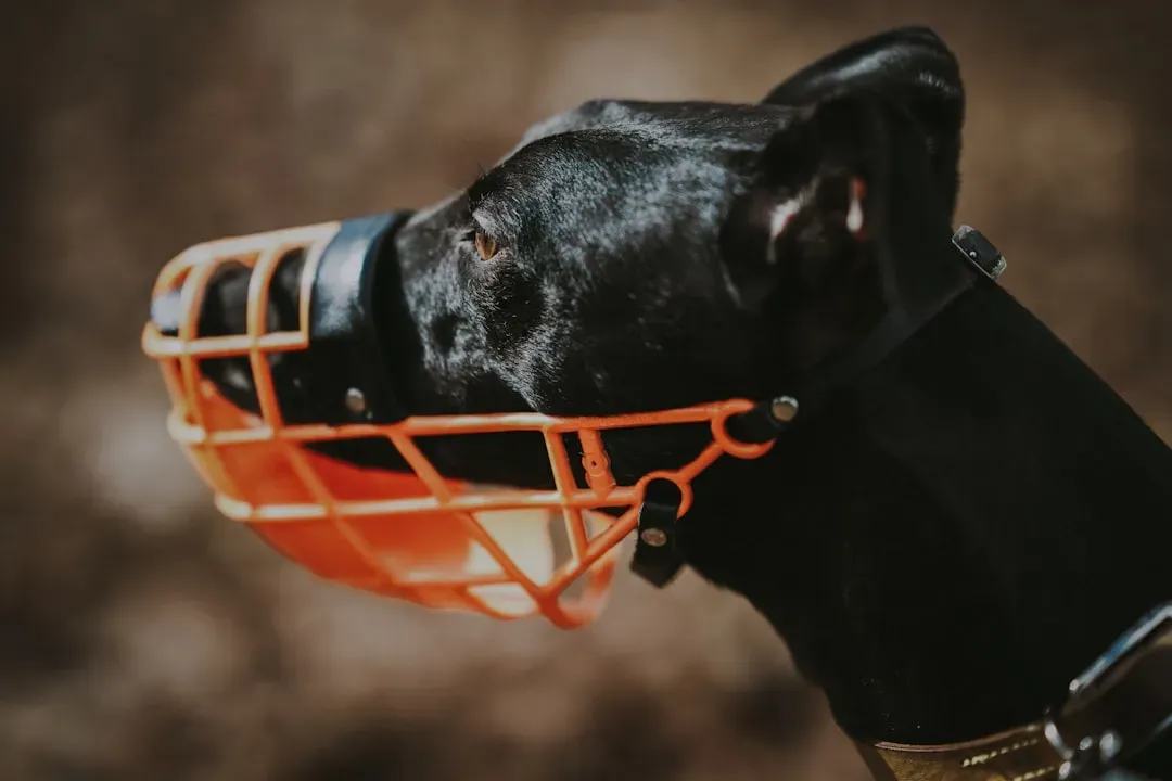 #10 - Arguing About Safety Tools Like Muzzles and Loops (Image Credits: Unsplash)