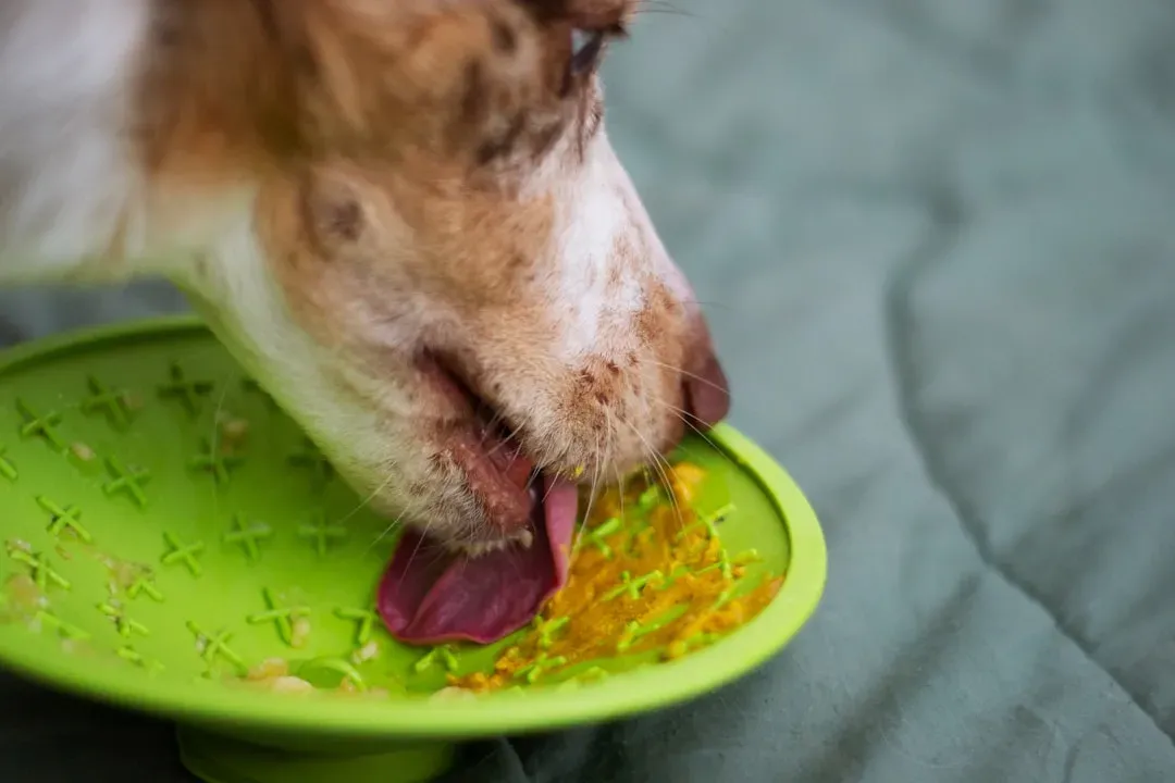 #11. Offer Calming Sensory Activities Like Chewing and Licking (Image Credits: Unsplash)