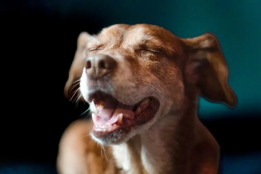 #7. Changes in Breathing Patterns (Image Credits: Unsplash)