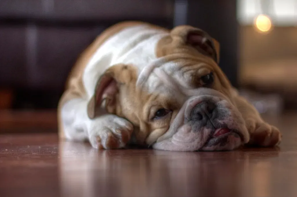 7. English Bulldogs and French Bulldogs: The Medical Money Pits (Image Credits: Flickr)