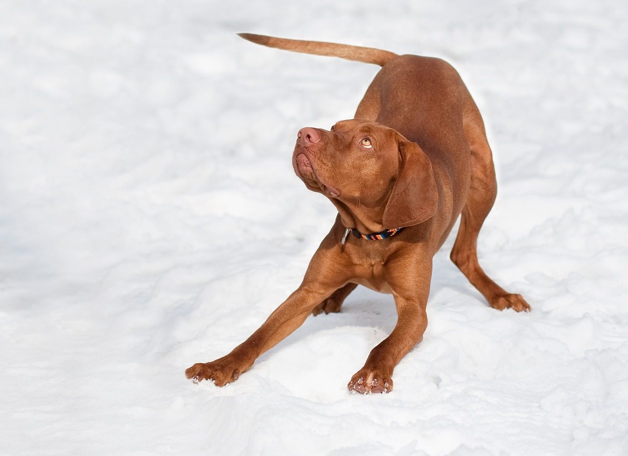 Vizsla: The Velcro Dog (Image Credits: Pixabay)
