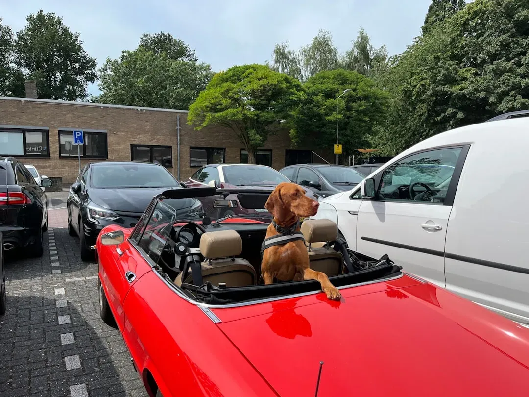 3. Never Leave Your Dog Alone in a Parked Car (Image Credits: Unsplash)