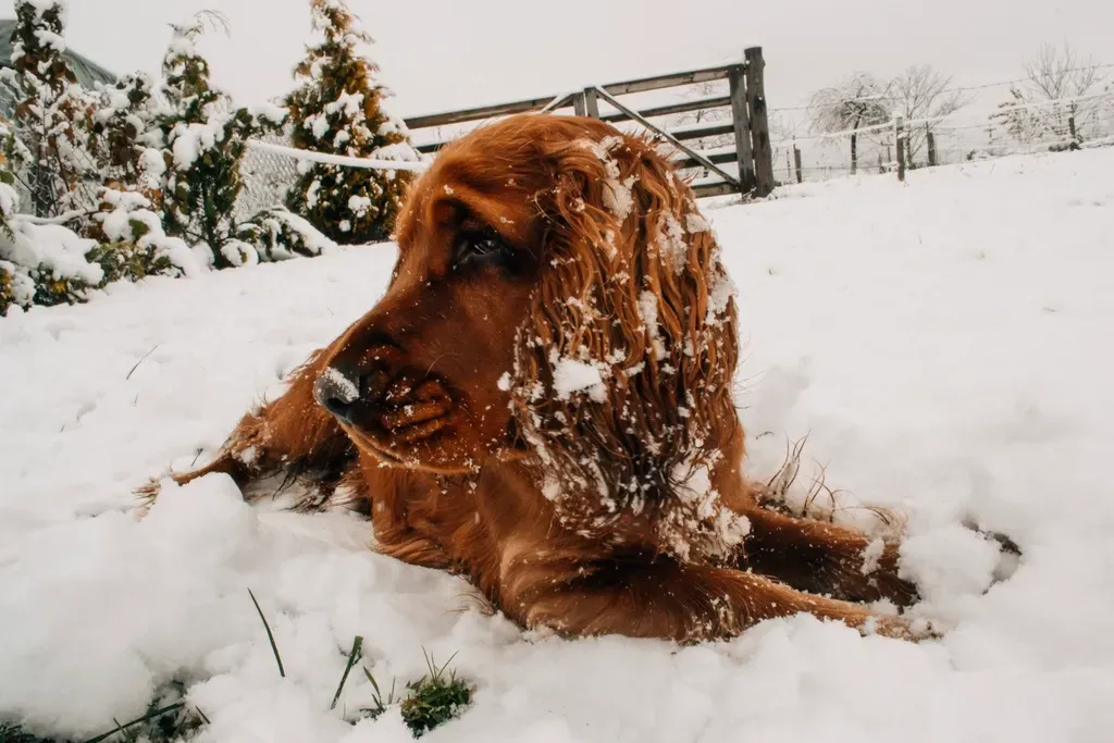 The Stark Reality of Winter Weather for Animals (Image Credits: Rawpixel)