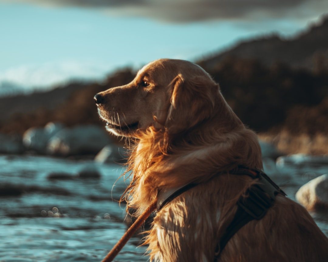 Myth 9: Puppies Are Easier Than Adult Rescue Dogs (Image Credits: Unsplash)