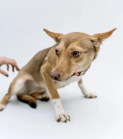 #8 - Ears, Tail, and Body Posture (Image Credits: Pexels)
