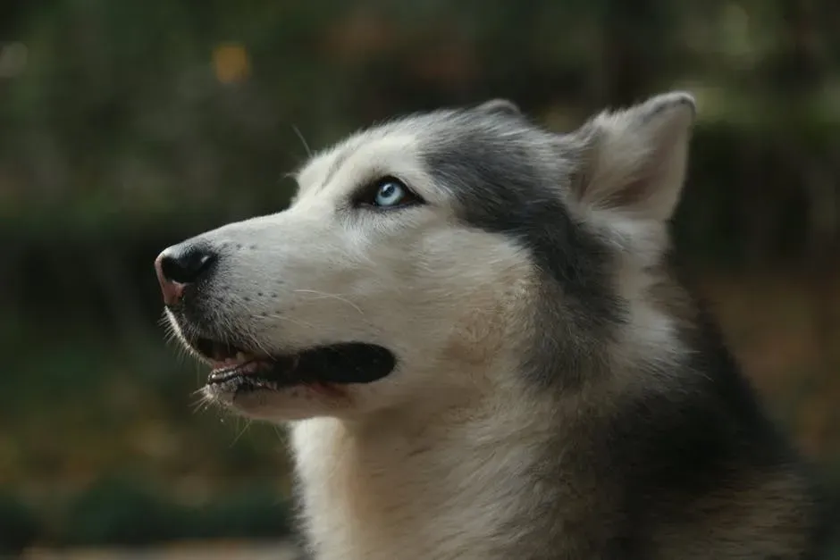 #5. Siberian Husky (Image Credits: Pexels)