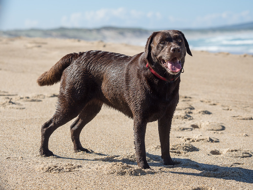 They Provide Emotional Support During Challenging Sessions (Image Credits: Flickr)