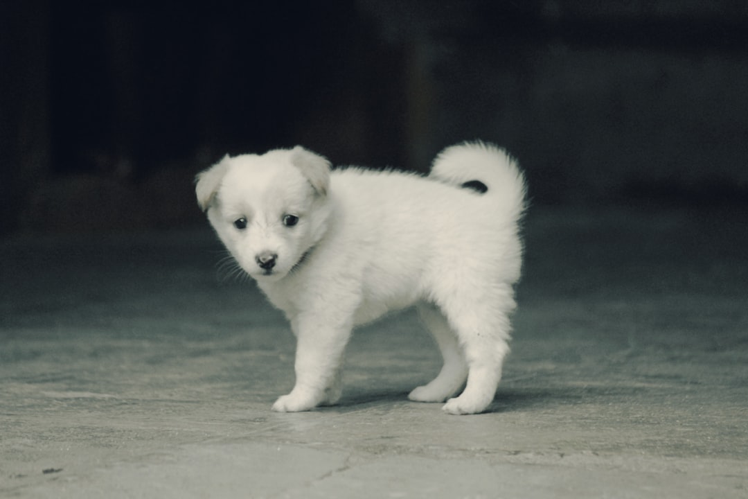 Libra: The Bichon Frise Charm (Image Credits: Unsplash)