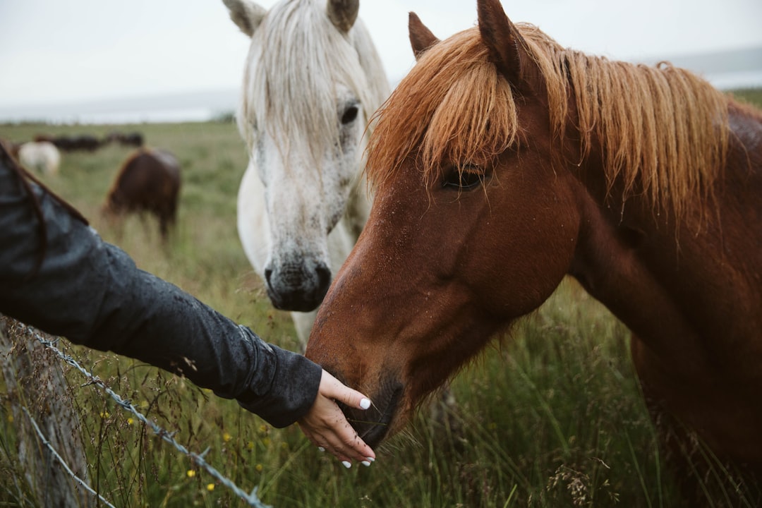 Building Trust and Self-Awareness Through Equine Connection (Image Credits: Unsplash)