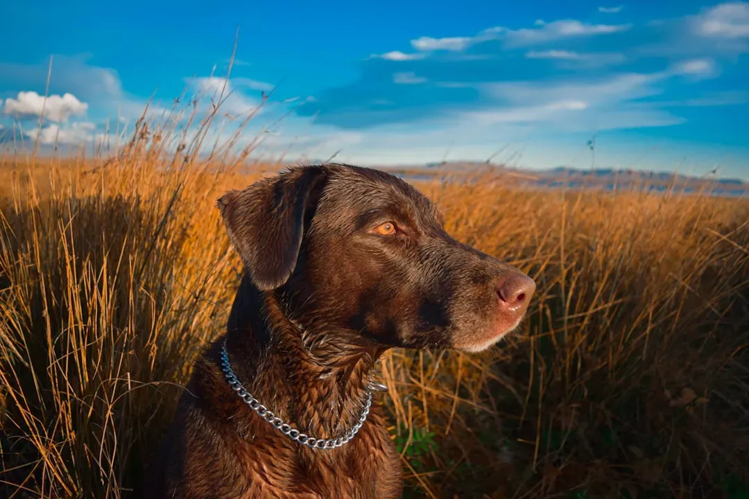 Sagittarius and the Labrador Retriever (Image Credits: Unsplash)