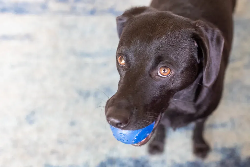 2. Labrador Retriever: Loyal Beyond Measure (Image Credits: Flickr)