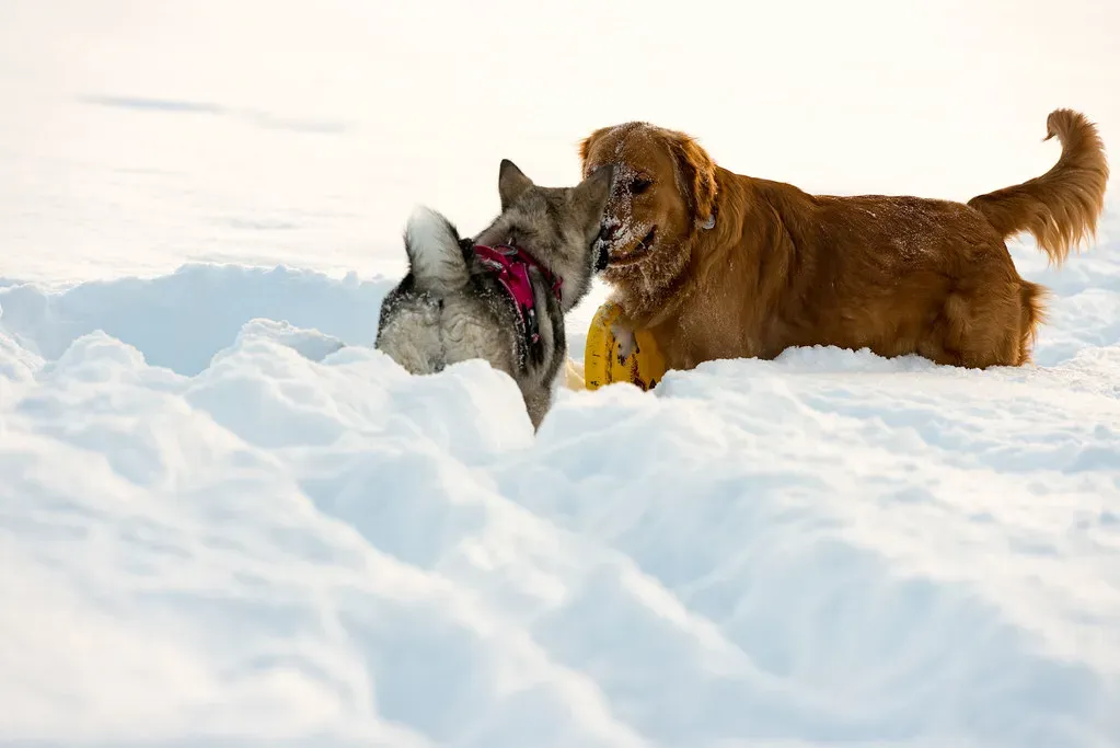 12. Norwegian Elkhound - The Viking Breed That Refuses to Settle (Harold.Schock, Flickr, CC BY-SA 2.0)