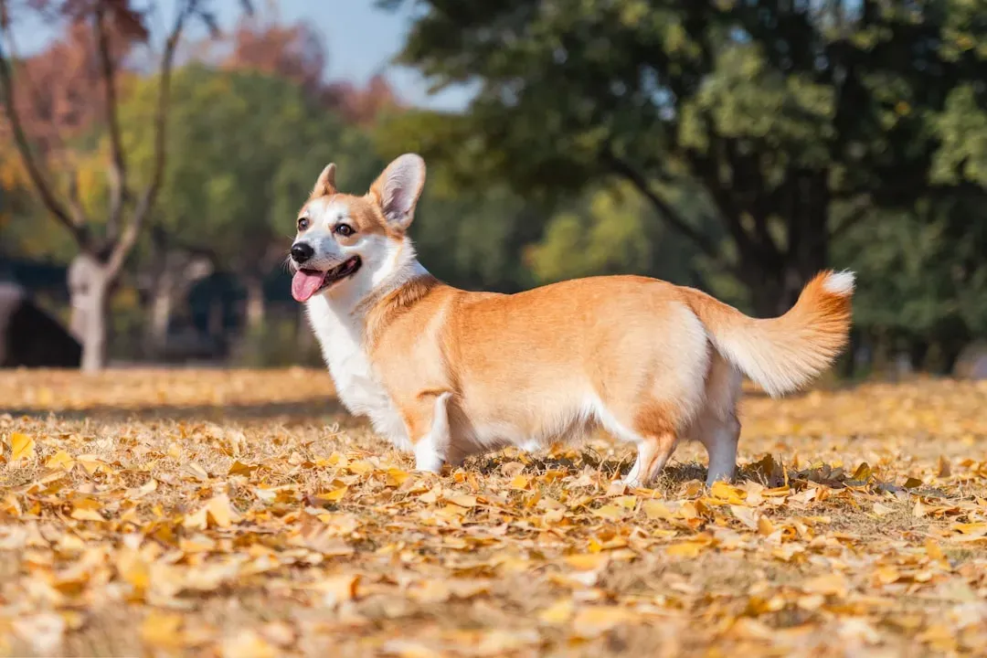 Left-Side Wags: Time to Pause (Image Credits: Unsplash)