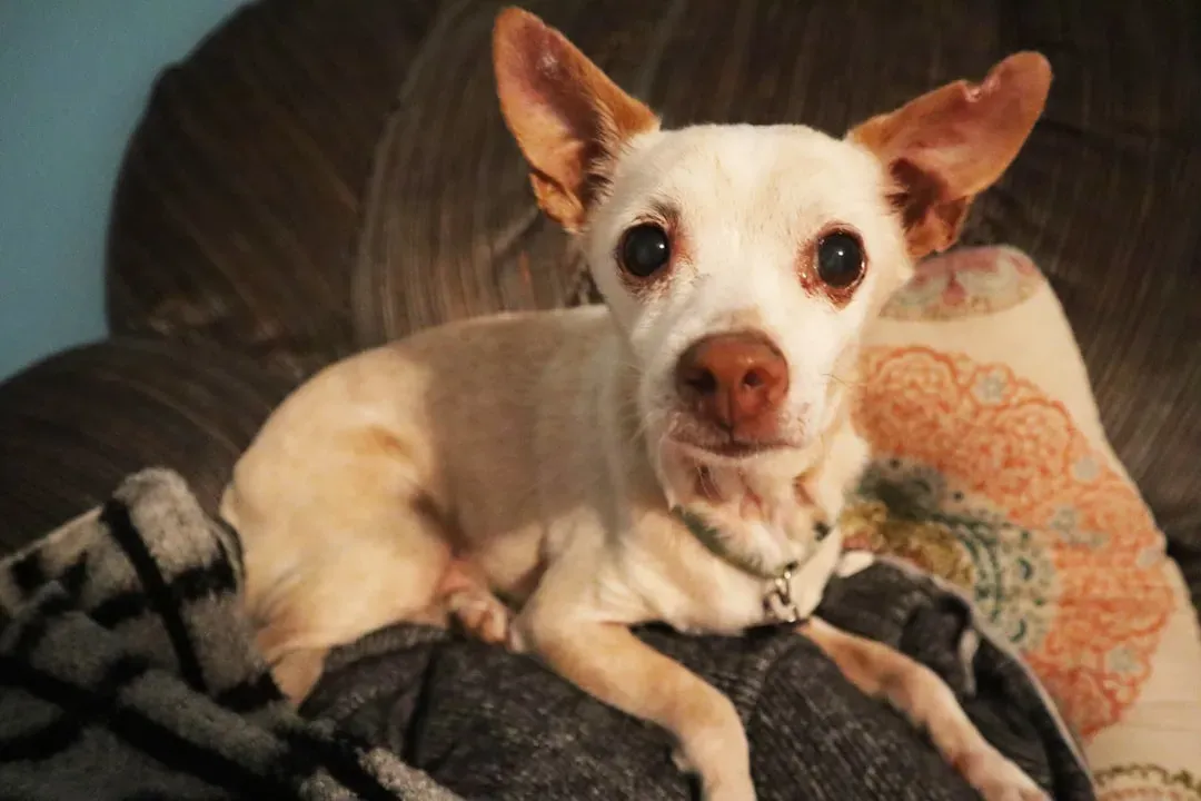 The Chihuahua Offers Steady Loyalty in a Tiny Package (Image Credits: Unsplash)