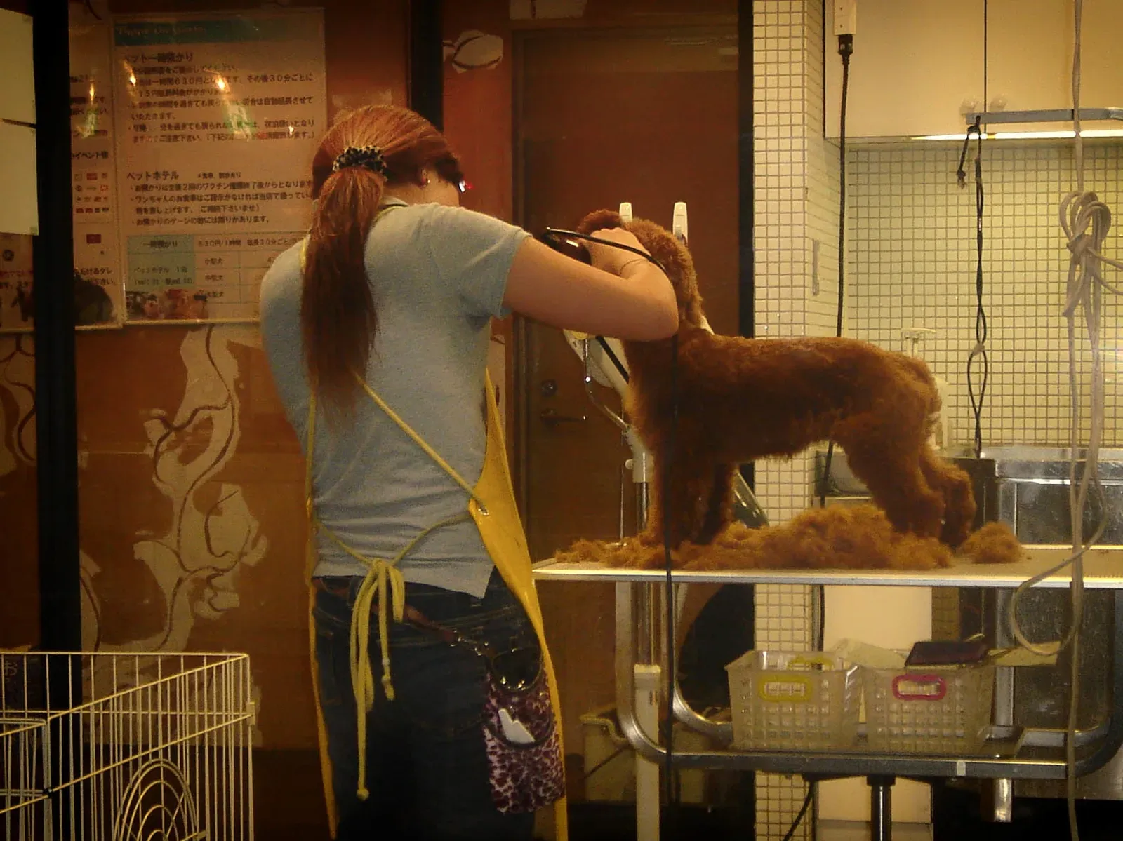 #21 - Arguing With the Groomer in Front of the Dog (Dog's fashion, CC BY 2.0)