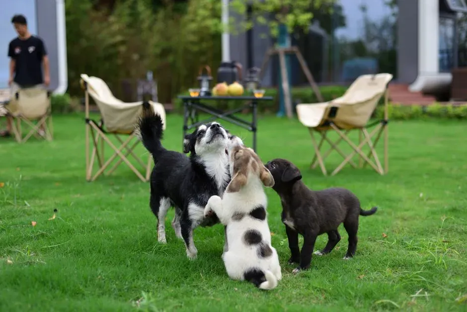 #10 - Isolating the Puppy "Until Shots Are Done" (Image Credits: Pexels)