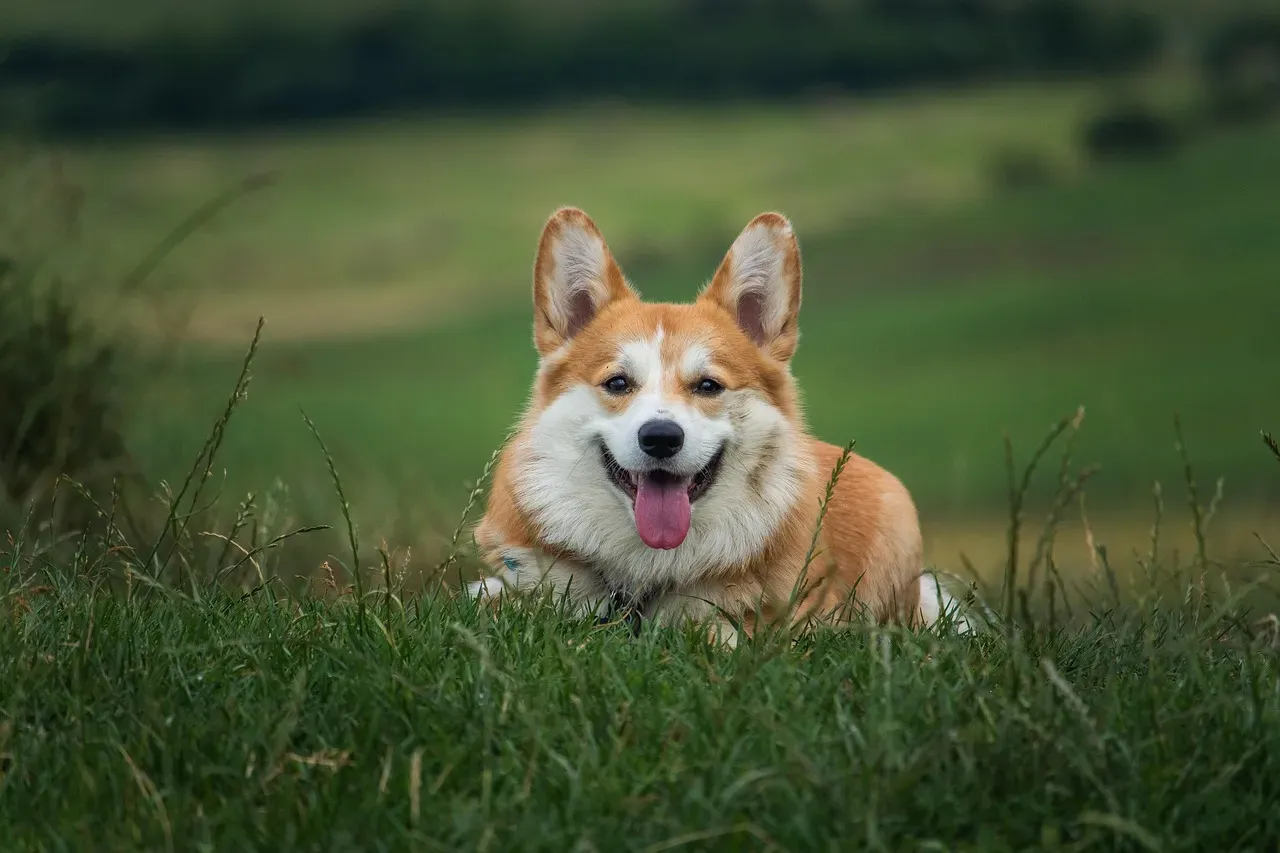 Dogs Really Can Read Your Mood (And It Matters To Them) (Image Credits: Pixabay)
