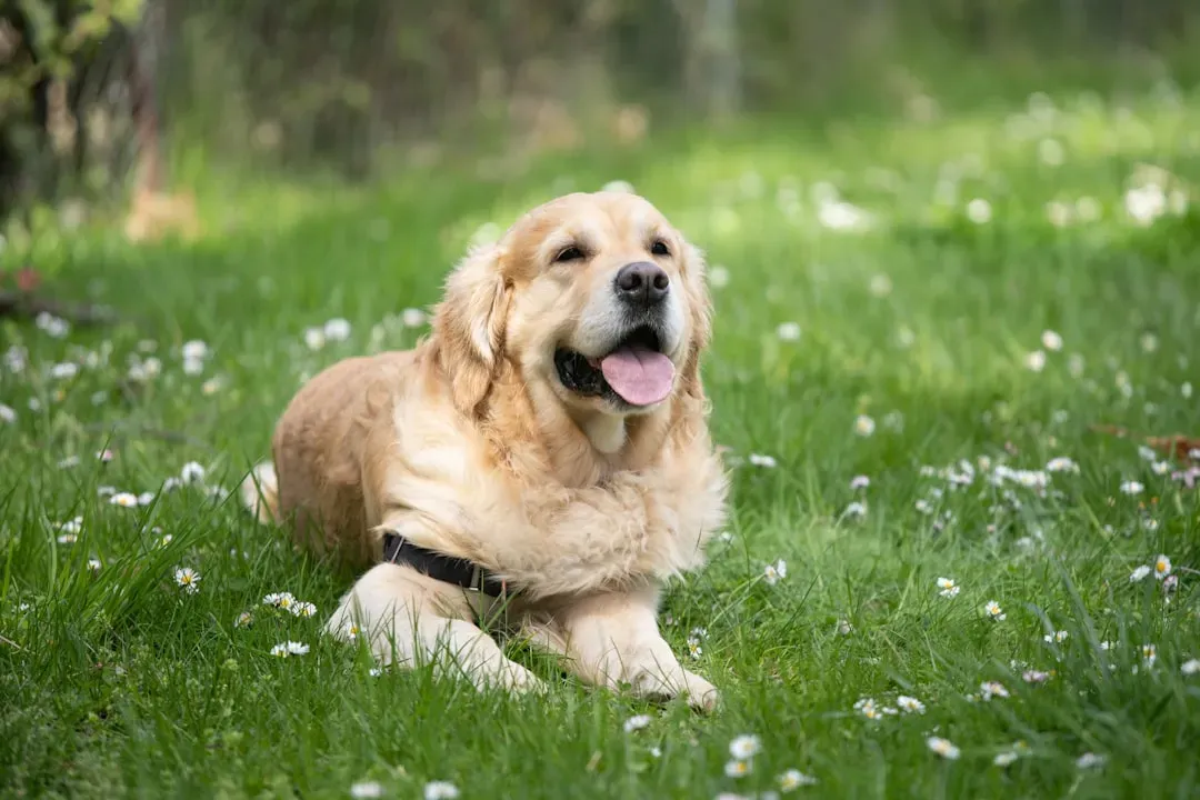 #5 - Golden Retriever: Not at Their Peak as Puppies - Wait for the Senior Years (Image Credits: Unsplash)