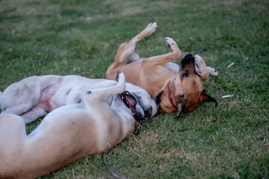 They Might Be Scratching an Itch or Marking a Scent (Image Credits: Pexels)