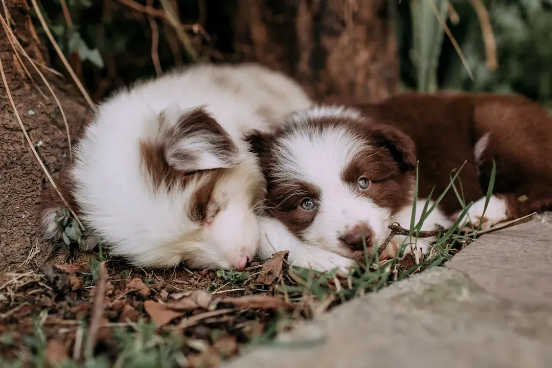 Build Trust Through Routine and Consistency (Image Credits: Unsplash)