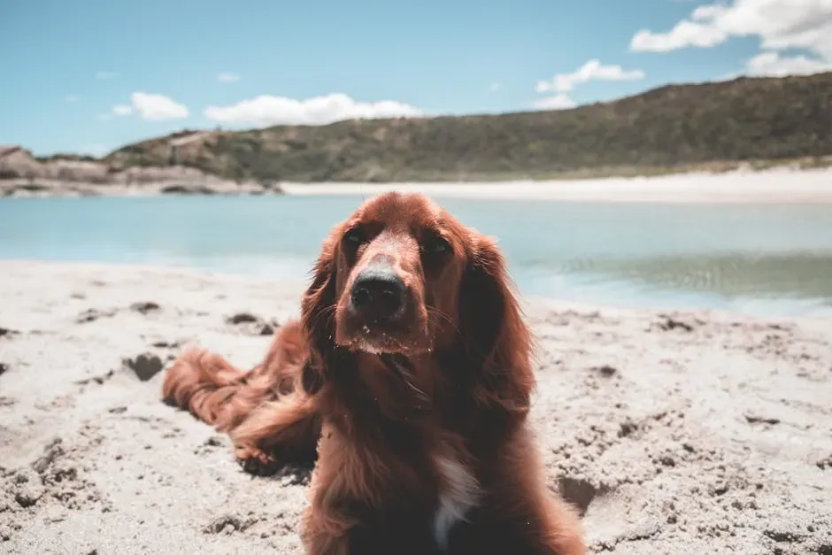 #9. Irish Setter - Aries' Fiery Sidekick (Image Credits: Pexels)