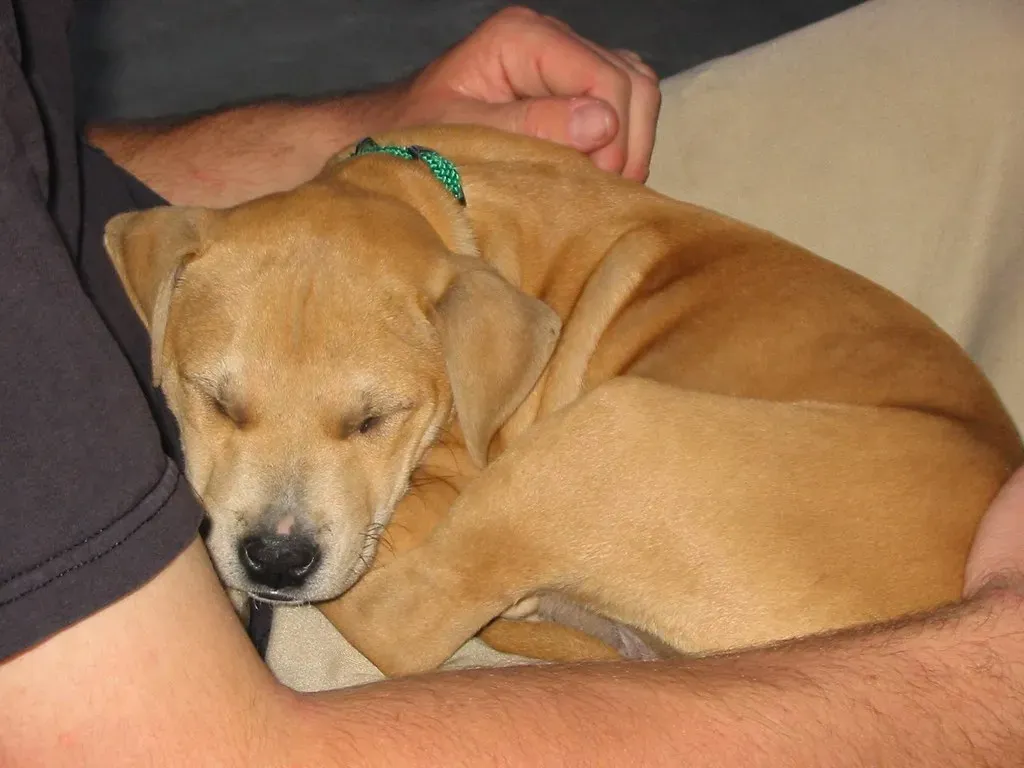 The Snuggle Champions: Breeds That Live for Lap Time (Image Credits: Flickr)