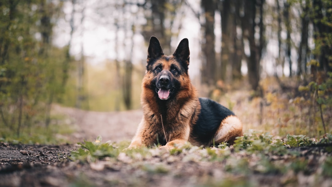 Aries: The Distinguished German Shepherd (Image Credits: Unsplash)