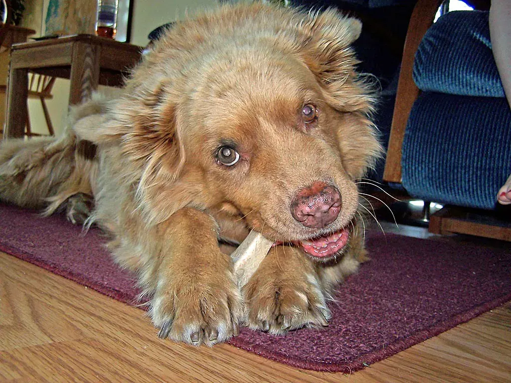 Consider Raw Bones (With Caution) (Image Credits: Flickr)