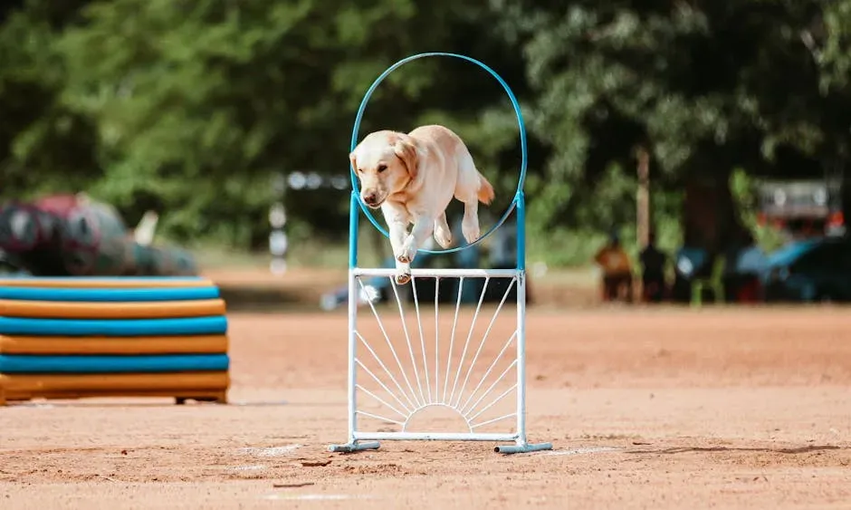 #12 The Agility Course Game (Image Credits: Pexels)