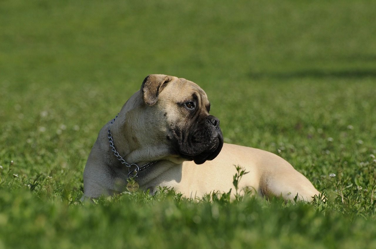 Bullmastiff: The Quiet Enforcer (Image Credits: Pixabay)