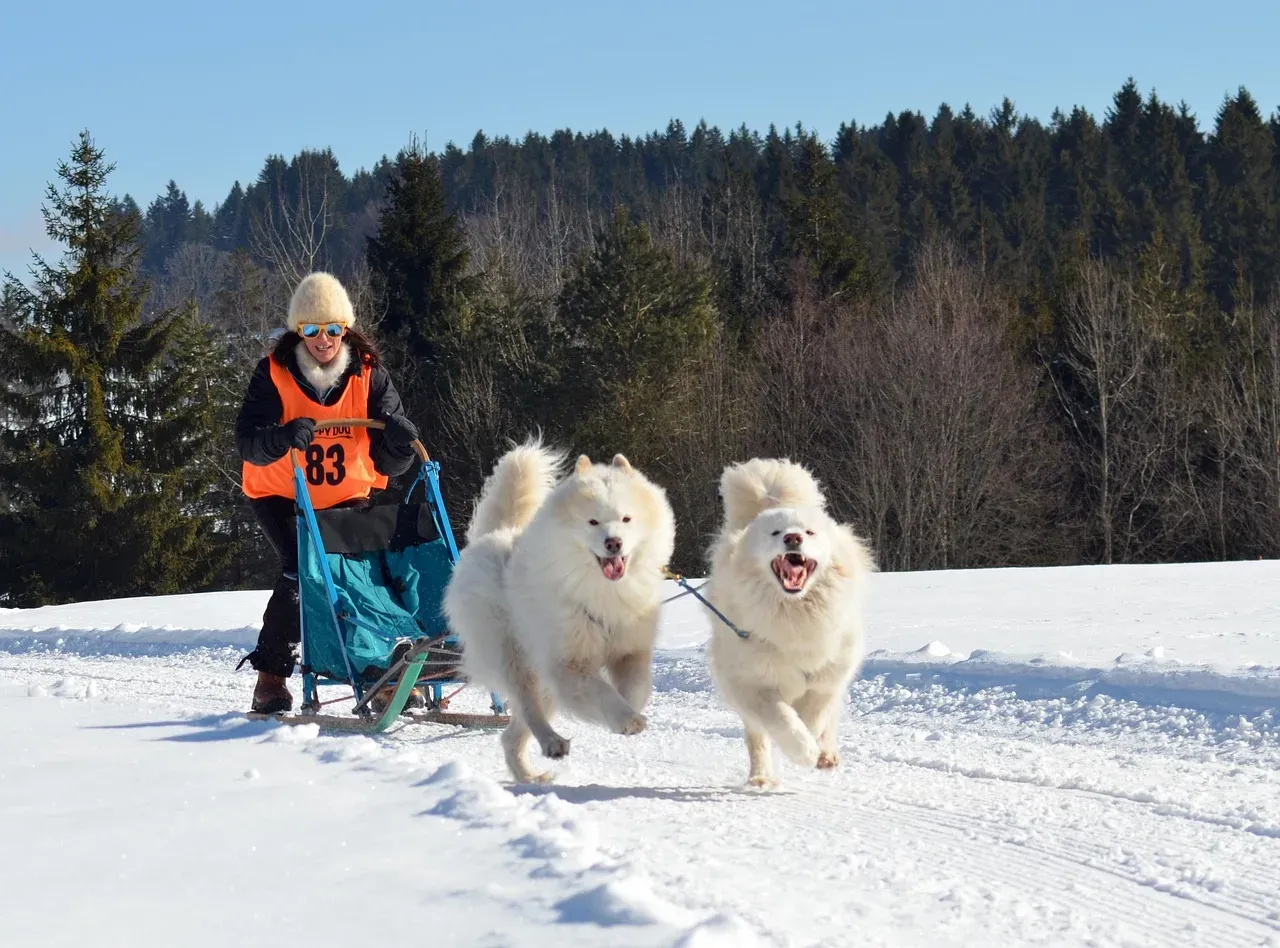 7. Samoyed - The Smiling Dog Built for Snow (Image Credits: Pixabay)