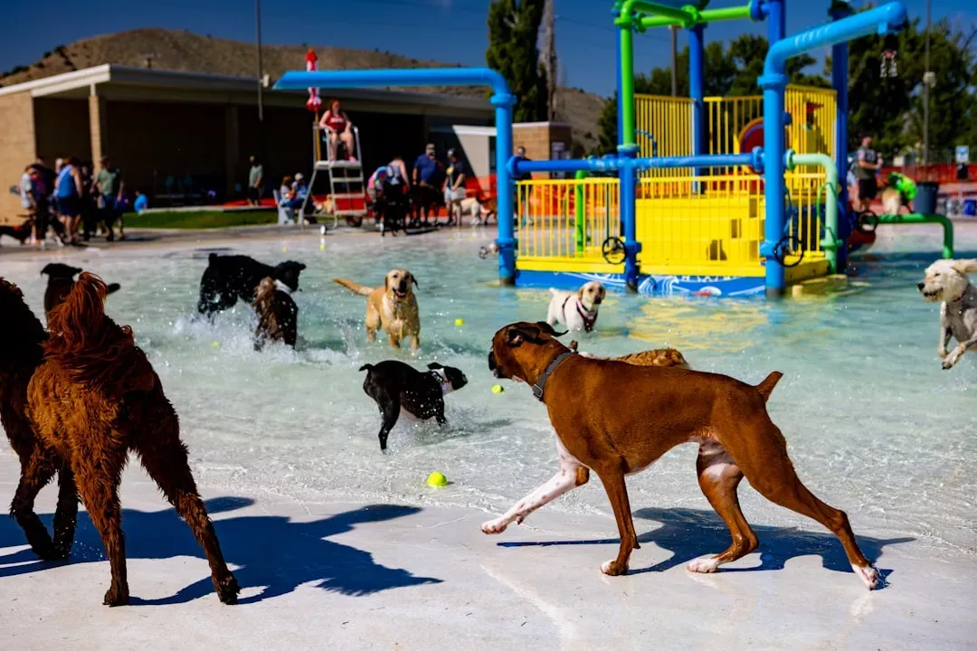 #11 - Dog-Dog Reactions: Pack Dog, Only Child, or Survivor? (Image Credits: Unsplash)