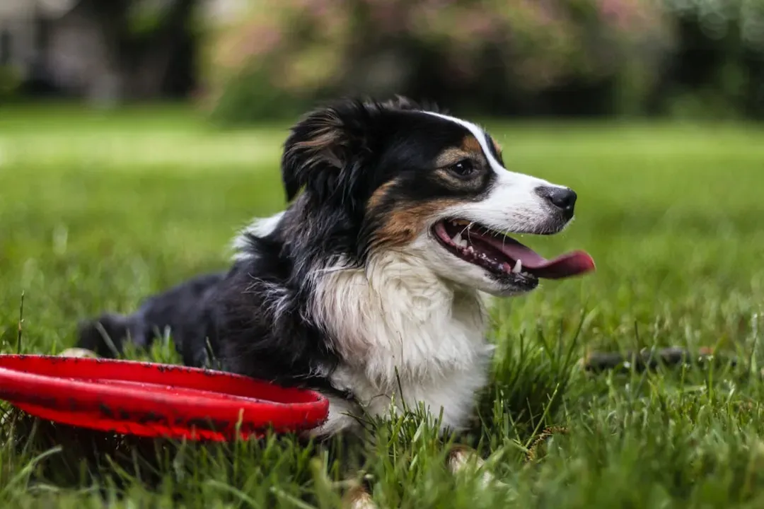 Australian Shepherd: The Athletic Play Partner (Image Credits: Unsplash)