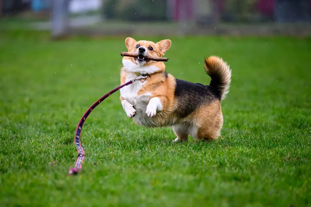 The Happy Dance When You Grab the Leash (Image Credits: Unsplash)
