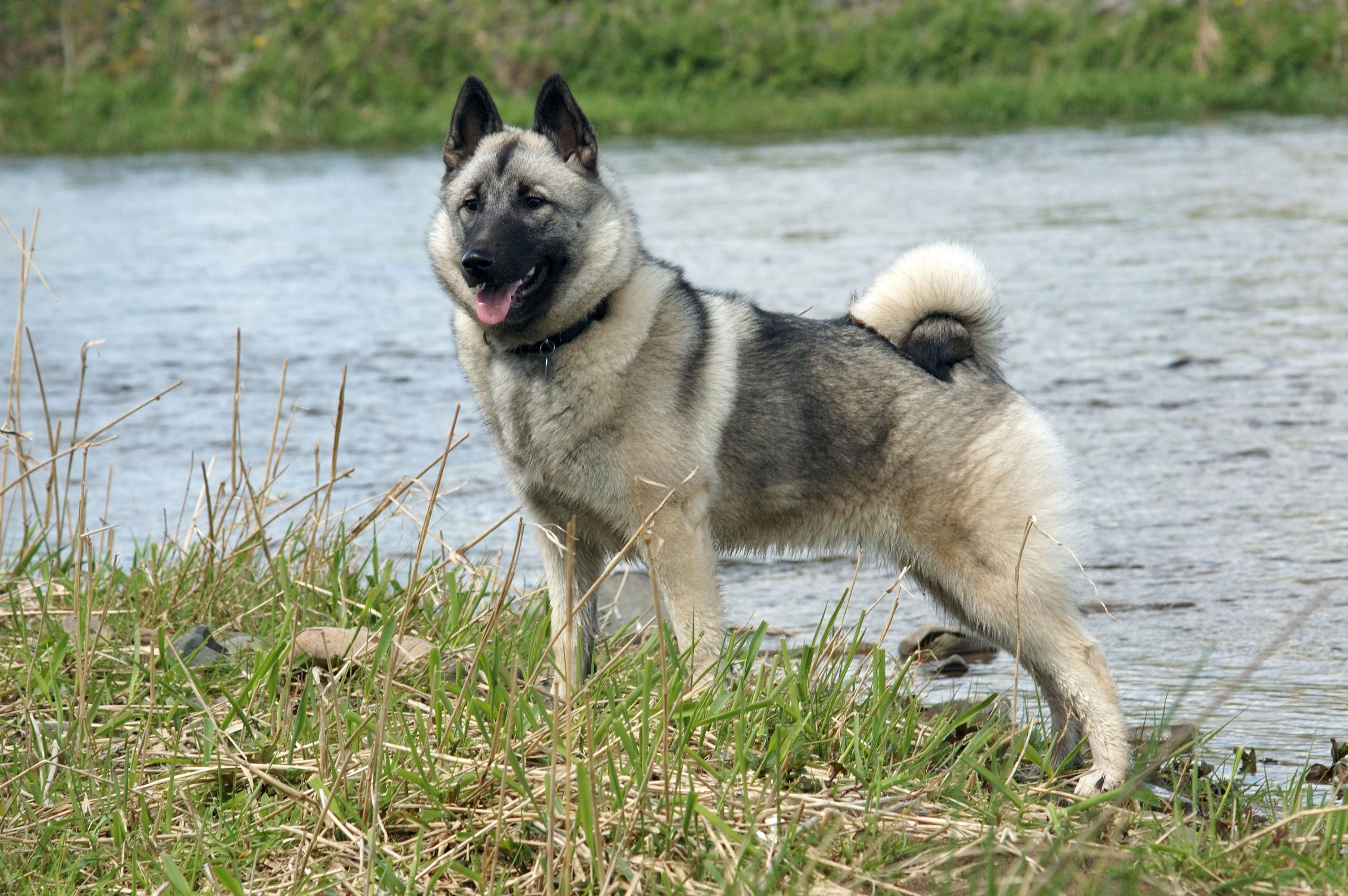 #13. Norwegian Elkhound (Image Credits: Wikimedia)