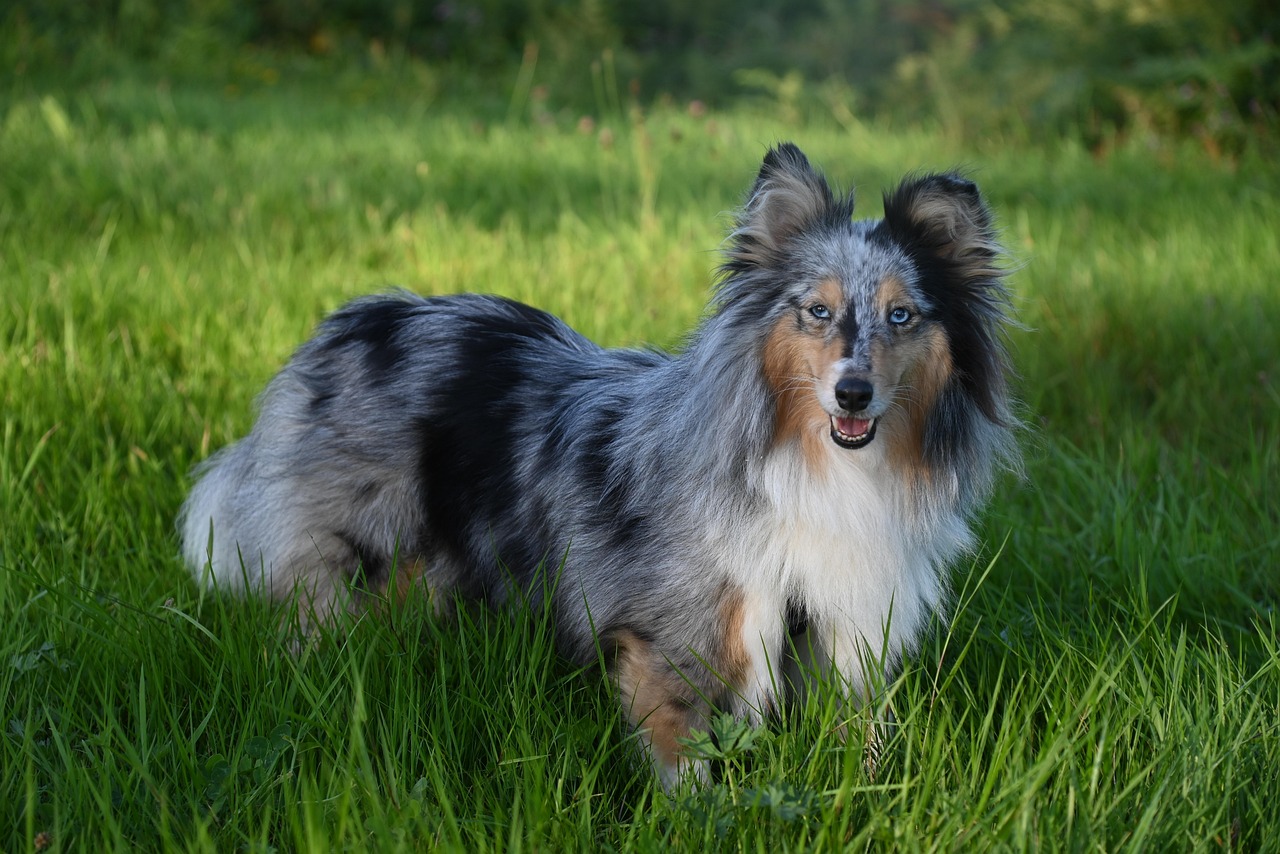 Shetland Sheepdog - The Compact Genius (Image Credits: Pixabay)