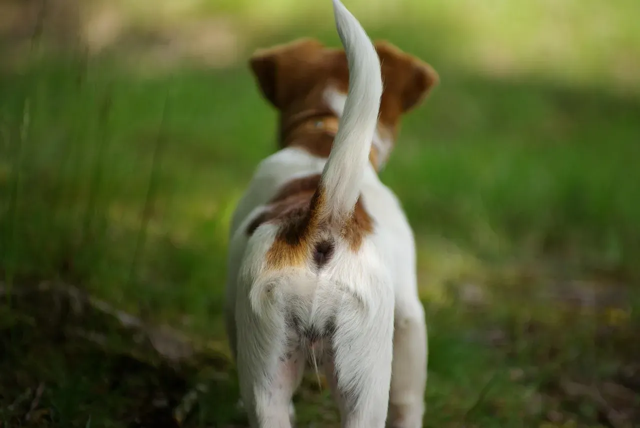 #12 - Where the Tail Points (Not Just If It Wags) (Image Credits: Pixabay)