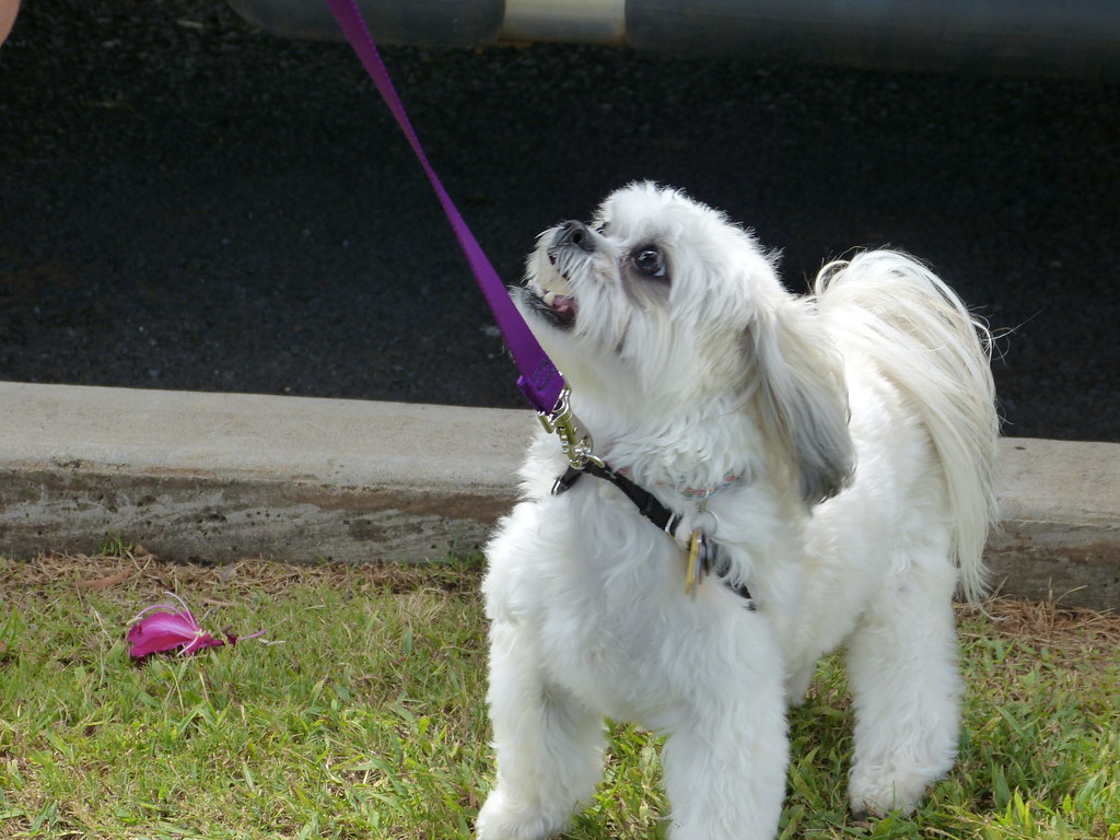 Health Considerations and Lifespan (Image Credits: Flickr)