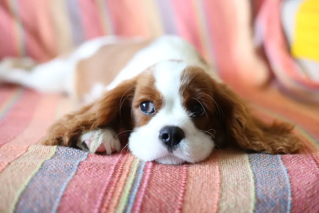 Cavalier King Charles Spaniel: Gentle Lapdogs With Surprisingly Intense Dependence (Image Credits: Unsplash)