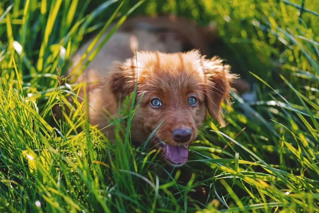 #2 What Grass Is Actually Made Of – And Why That Matters (Image Credits: Rawpixel)