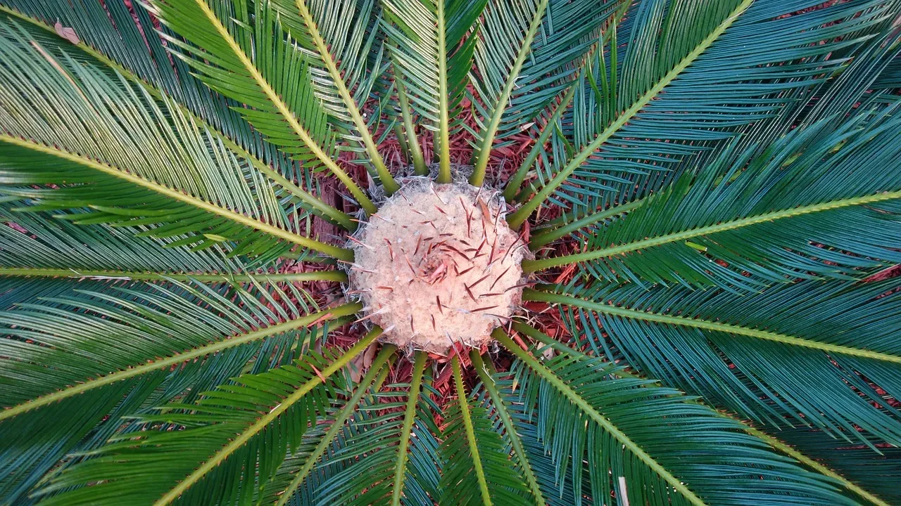 Sago Palm: The Deceptively Dangerous Tropical Beauty (Image Credits: Pixabay)