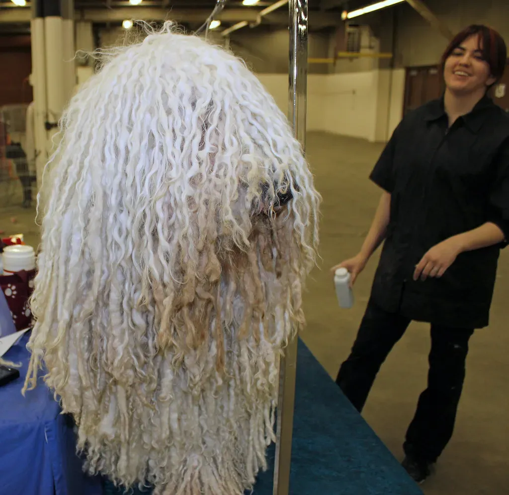 20. Komondor: Dreadlock Dynamo (Jeffrey Beall, Flickr, CC BY-SA 2.0)