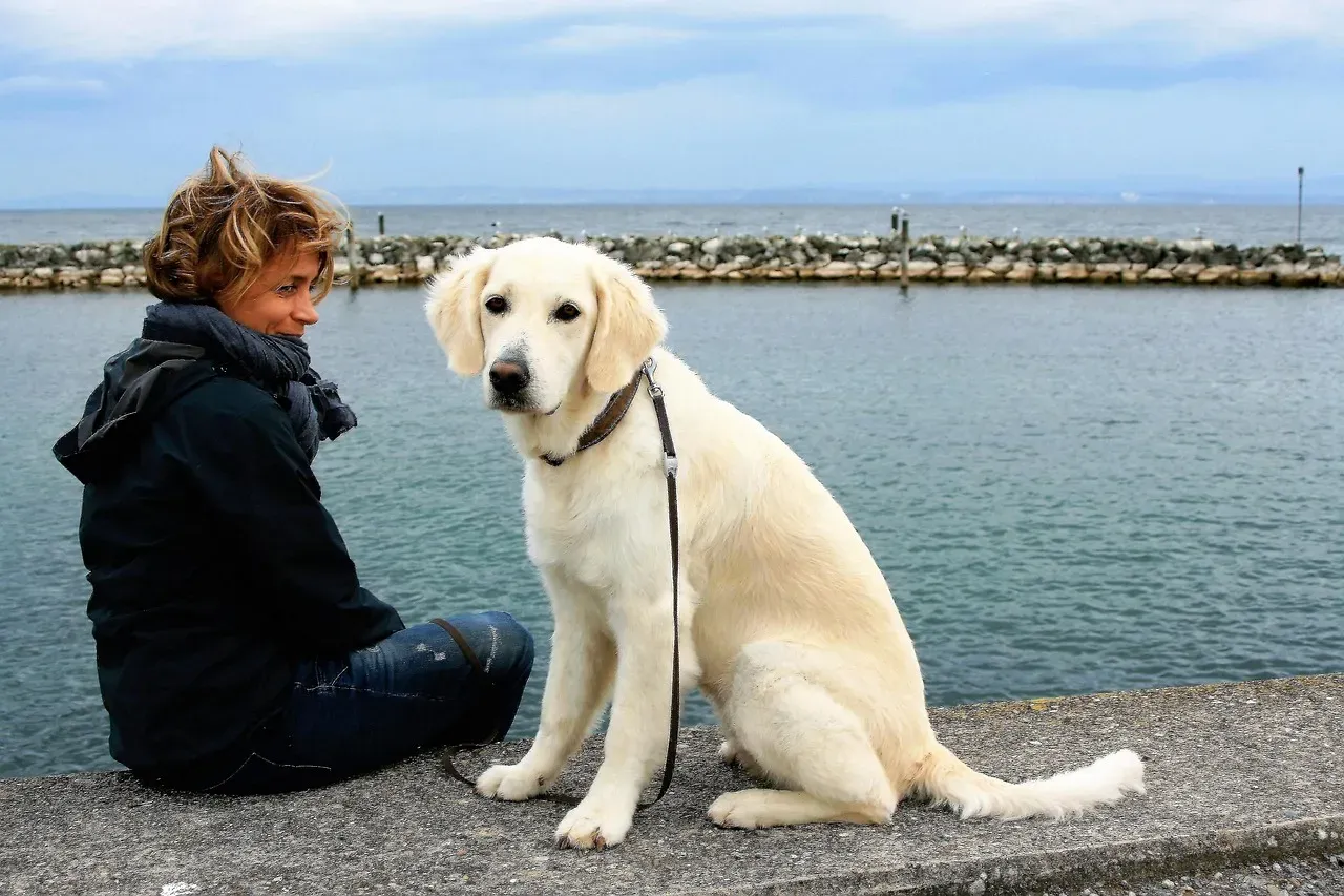 Golden Retriever (Image Credits: Pixabay)