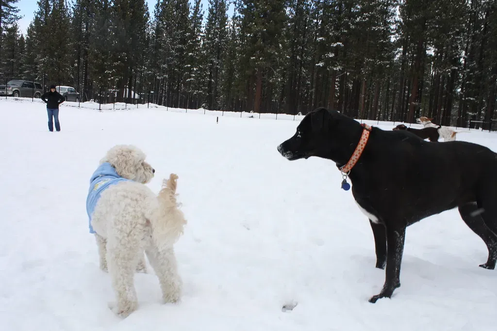 Off-Leash Areas That Rival Theme Parks (Image Credits: Flickr)