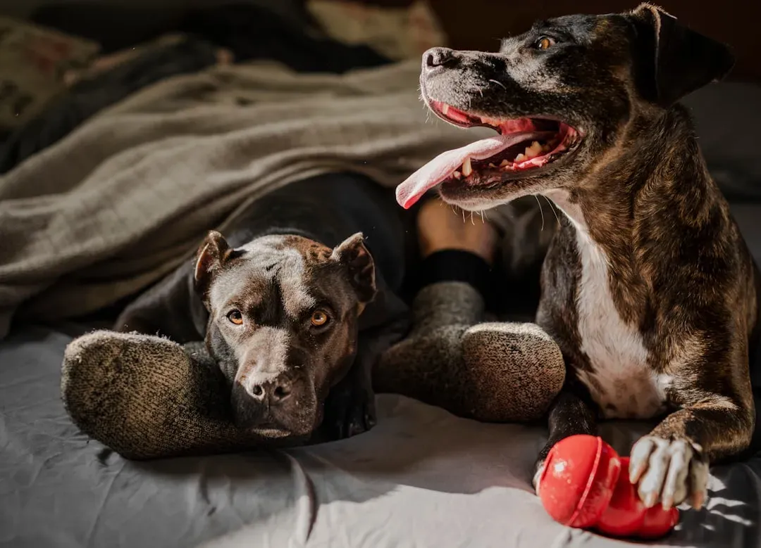 1. Wedge Behavior: Squeezing Between You and Someone Else (Image Credits: Unsplash)