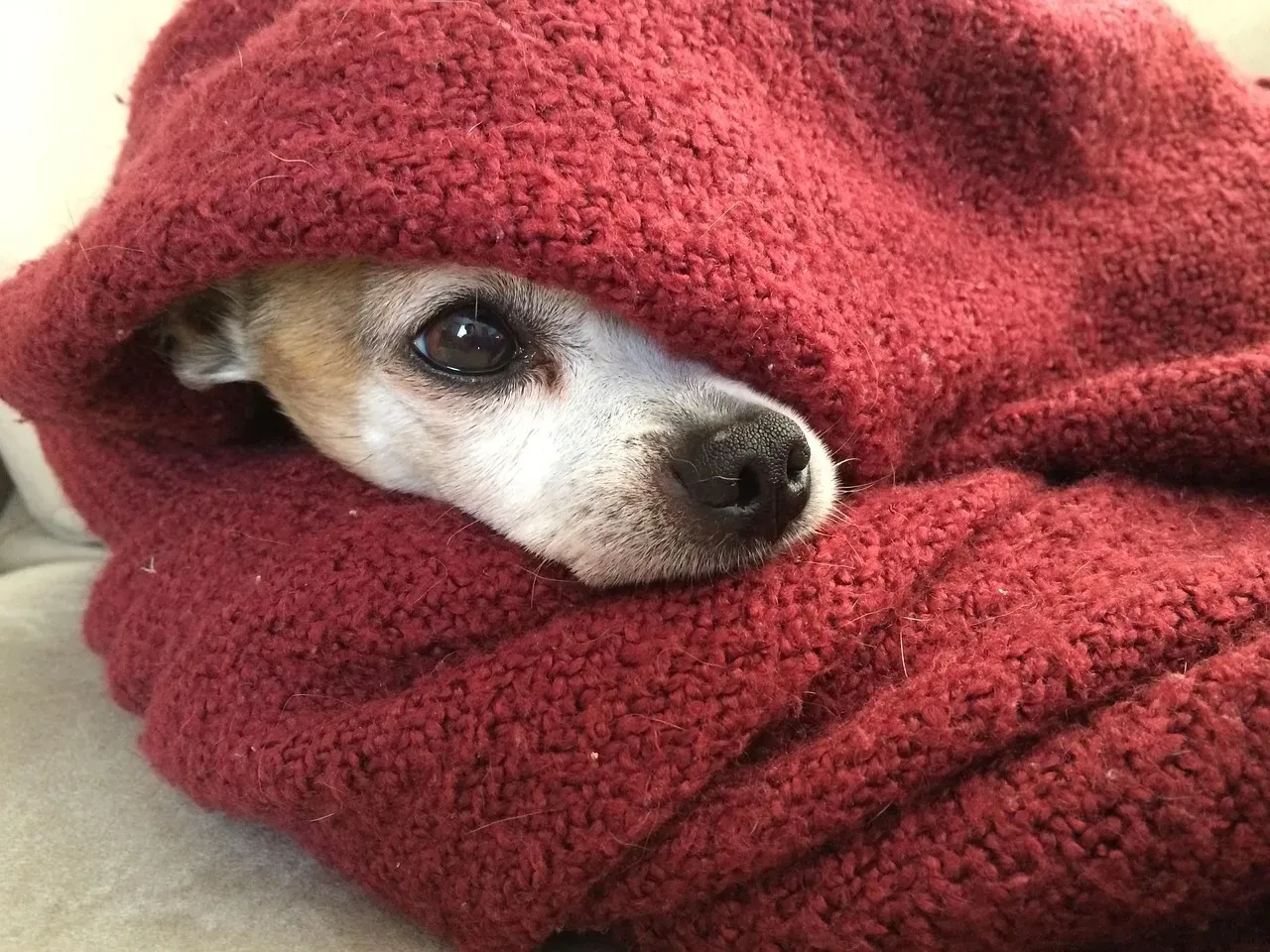 Ways to Support a Dog Through Rough Nights (Image Credits: Pixabay)