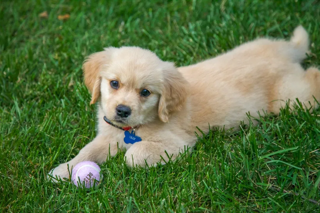 Golden Retrievers: The Lovable Goofballs (Image Credits: Unsplash)