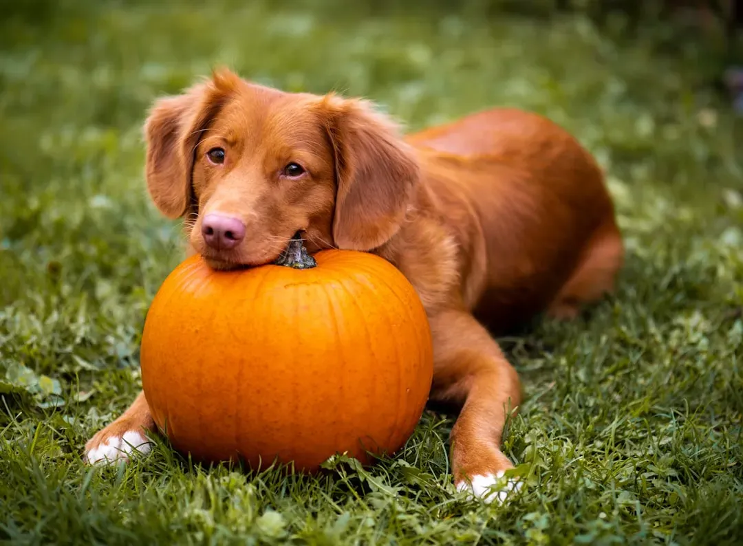 Pumpkin – The Digestive Superhero (Image Credits: Unsplash)