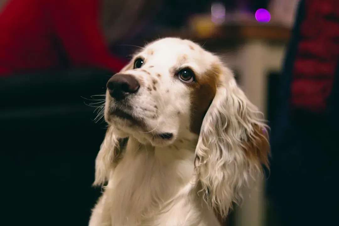 Beyond Familiarity: Do Dogs Understand Meaning Or Just Sound? (Image Credits: Unsplash)