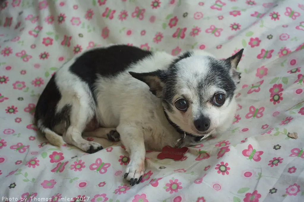 The Truth About Dogs Wanting to Die Alone (Image Credits: Flickr)